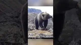 Altai bear/Алтайский медведь #медведь #алтай #фотоловушка #охота #животные