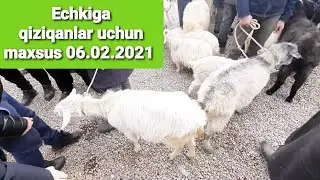 Махсус кизиканлар учун Эчки Так. Янги кургон Бекобод бозори эчки така нархлари 06.02.2021 шанба.