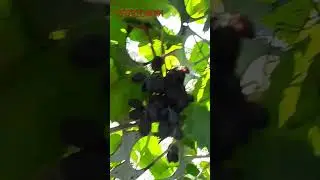 виноград "Клубнічний"