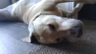 Labrador Moby resting