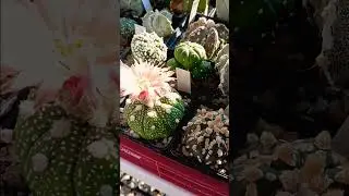 Цветение астрофитума.
