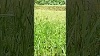 Surround yourself w/ d beauty of nature #short video