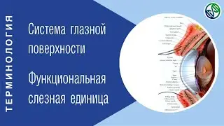 Система глазной поверхности и функциональная слезная единица