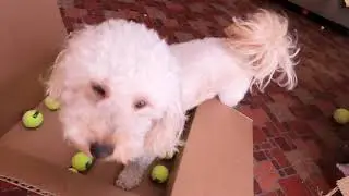 Dog Overwhelmed by New Toys