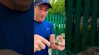Как чистить рапана? самый простой способ. 