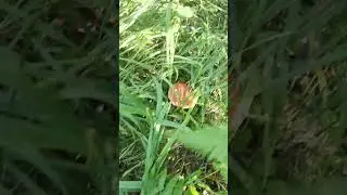 ГРИБЫ КАРЕЛИИ!!!)))#shorts