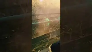 уборка пшеницы 2024! 