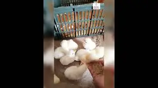 Baby chick🐥 Video | Cute Baby Chicken | Funny Baby Chicks | Short Video  #shorts