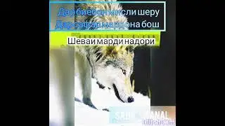 👉МАРД 👍 МАРДАЙ👈