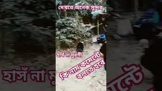 হাসঁ না মুরগী ✔️ টার্কি মুরগী ✔️Turkey Chickens 