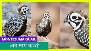 montezuma quail এর দাম কত? Exotic Quail in Bangladesh- Pets Paradise