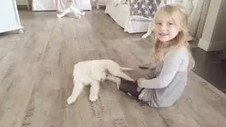 💕Help! 😂 Sam wordt aangevallen door puppy Bailey!! 😉 golden retriever 12 weeks so cute 😍 love!
