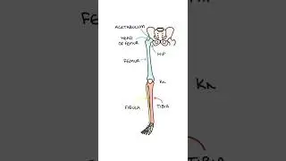 Basic Leg Bone Anatomy #medicalstudent #anatomy #orthopaedics #biology