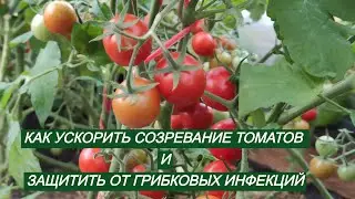 КАК УСКОРИТЬ СОЗРЕВАНИЕ ТОМАТОВ И ЗАЩИТИТЬ ОТ ГРИБКОВЫХ ЗАБОЛЕВАНИЙ. ПРОСТЫЕ ПРАВИЛА.