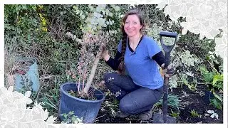 Planting a Shrub Border for Flower Arranging Foliage