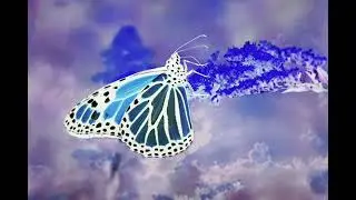 butterfly
