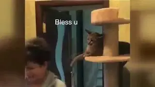 Geleni geçeni tokatlayan kedi gülme krizine soktu