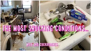 3 days hard cleaning in infested apartment 