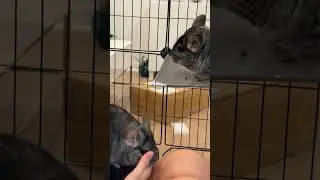 That’s a 1/billion chinchilla right there 