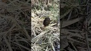Зморшок конічний