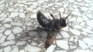 Buzz Kill