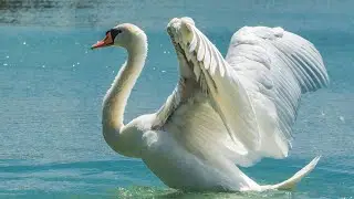 Feathered Enigmas: The Surprising Truths of Cayuga Lake's Swans