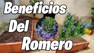 Como Y Porque PLANTAR ROMERO En La Huerta o Jardin | PLANTAS AROMATICAS | La Huerta De Alber