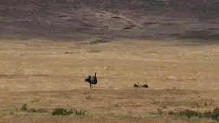 Ostrich Sex Ritual