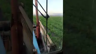 морковь