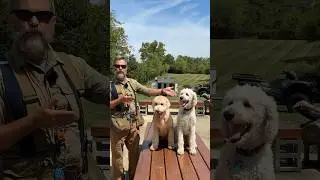 Ask me, or tell me, about Goldendoodles! #shorts #goldendoodle #poodle