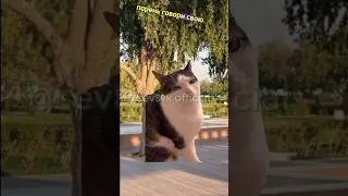 Загадка от богача😎#хочуврек#котики#футажи#shorts Автор звука:@kikkadim