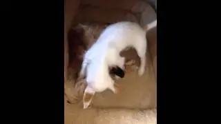 Puppy Doodles at play
