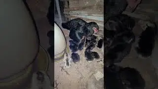 Hen and Chick are eating food 