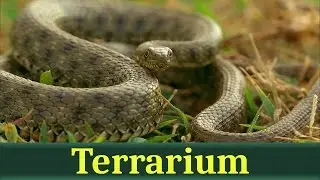 Водяной уж (лат. Natrix tessellata)