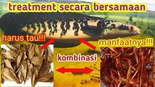 Cara Treatment Channa Maru Kombinasi AIR SECANG dan Daun Ketapang!