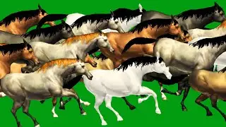 Horses Stampede Full Race Green Screen Blue Screen HD Horses Green Video