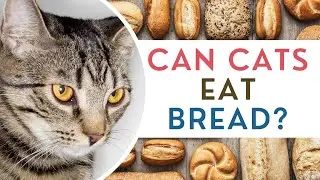 Can Cats Eat Bread?