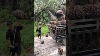 Jalanan Rusak, Mobil Amblas Mau ga Mau di Bongkar lagi #shorts #petanisawit #sawit #pejuangrupiah