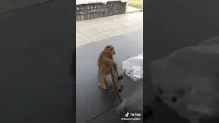 Обезьяна дразнит собаку показывая ей свой зад