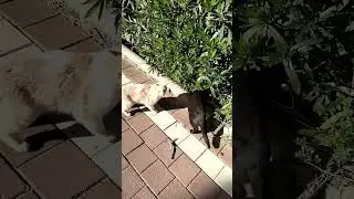 Котики Пацаны