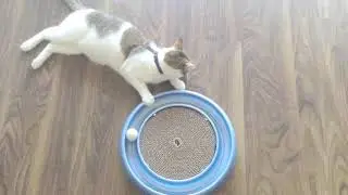 Half Siberian Kitten Sees These New Toys For The First Time