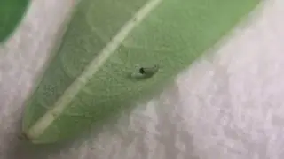Monarch Caterpillar Eats Its First Meal