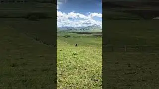 A Good horse