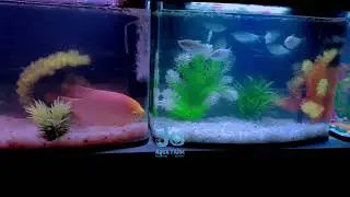Aquarium installation | Happy customer | @JoAquaFarmVazhoor