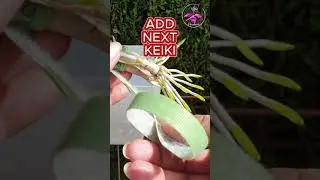 💪🏼NOT a SINGLE Keiki Root was BROKEN👍🏼 by doing it THIS WAY!🙌🏼#ninjaorchids #keiki #orchids #shorts