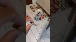 My Niece 🐕 Telling Me to Give Her a Snack 😂