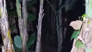 Live Misteri 🔴 Kuntilanak gendong tlepong