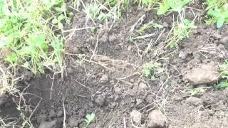 Искатели 47 регион.  4 места/Search coins & relics with a metal detector