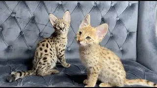 HP F1 Savannah Kittens