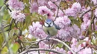 Blue Tit Forest Bird